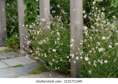 Gaura lindheimeri Whirling Butterflies - outdoor plant - Shutterstock ID 2131711349