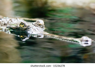 Gavial
