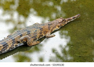 gavial