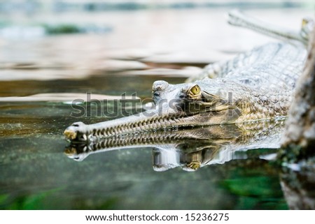 Gavial