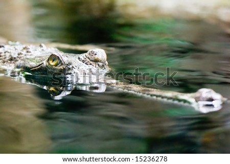 Gavial