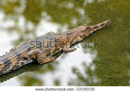 gavial