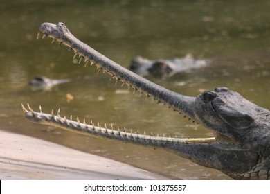 Gavial In Chitwan National Park