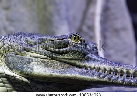 gavials close up