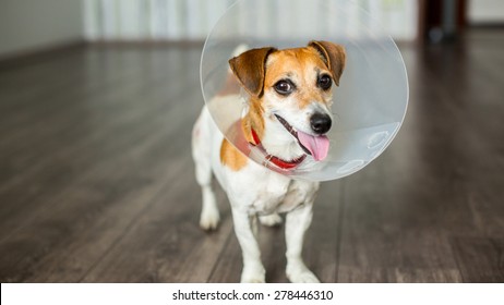 Gay Nice Friendly Dog With Vet Elizabethan Collar Is Smiling