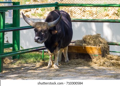 39 Bos mithun wild cattle Images, Stock Photos & Vectors | Shutterstock