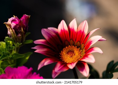 Gazania Flower Rare Collection In India