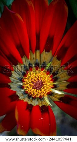 Similar – Gerbera