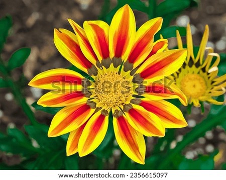 Gazania rigens (syn. G. splendens), sometimes called treasure flower, is a species of flowering plant in the family Asteraceae

