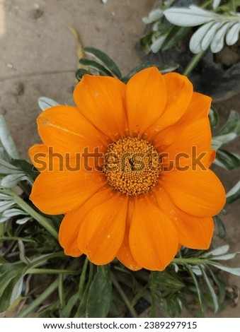 Gazania rigens (syn. G. splendens), sometimes called treasure flower, is a species of flowering plant in the family Asterac southern Africa. naturalised 