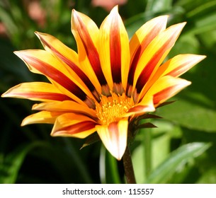 Gazania Tigerstripe Flower