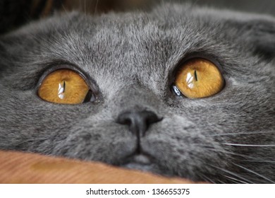 gaze