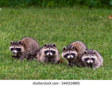 A gaze (a.k.a. nursery, kit) of North American baby raccoons (Procyon lotor) in a field of grass near Beaverton, Michigan.