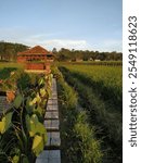 Gazebo in the middle of rice fields — Malang, East Java, Indonesia.