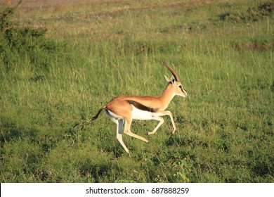 Gazelle