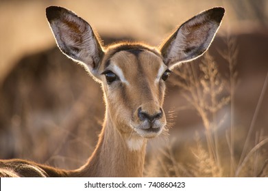 Gazelle