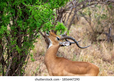Gazelle eating leafs, Africa national park Tarangire