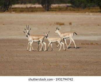 Gazelle Family During Desert Trip