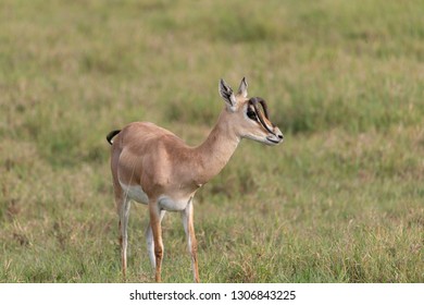 Gazelle Odd Upside Down Horns Stock Photo 1306843225 | Shutterstock