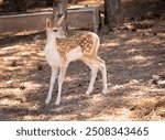 gazelle puppy, gazelle, deer, animal, wildlife, mammal, nature, fawn, wild, doe, buck, brown, grass, antelope, antlers, forest, green, whitetail, young, spotted, outdoors, baby, fur, roe