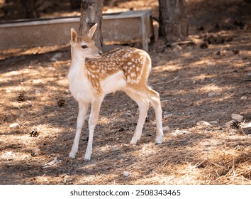 gazelle puppy, gazelle, deer, animal, wildlife, mammal, nature, fawn, wild, doe, buck, brown, grass, antelope, antlers, forest, green, whitetail, young, spotted, outdoors, baby, fur, roe