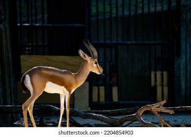 Gazelle In A Quiet Moment