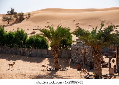 Gazelles In Dubai Desert Conservation Reserve