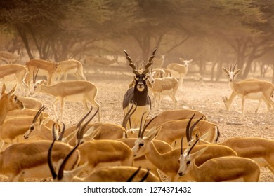Gazelles of UAE - Shutterstock ID 1274371432