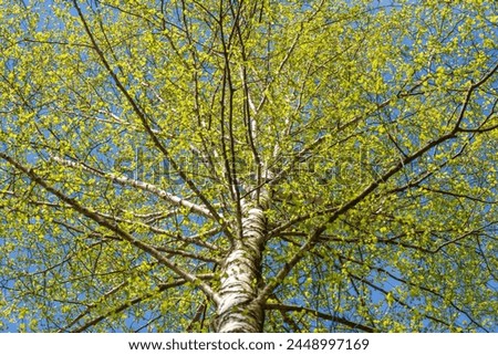 Gazing up at a tall birch tree with green leaves on its twigs, set against the backdrop of a clear blue sky. A beautiful display of a deciduous woody plant in a natural landscape