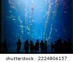 Gazing through the huge glass panel of an Aquarium in Pingtung Marine Biology Museum, Taiwan, people get mesmerized by the mysterious underwater world, where fish swim merrily in the giant kelp forest