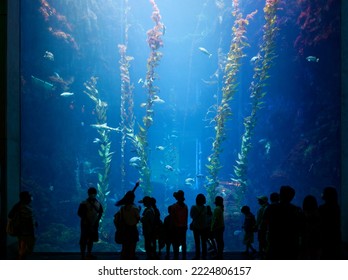 Gazing through the huge glass panel of an Aquarium in Pingtung Marine Biology Museum, Taiwan, people get mesmerized by the mysterious underwater world, where fish swim merrily in the giant kelp forest