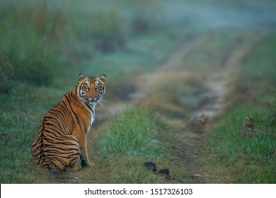The Gazing Tiger, Corbett National Park, India