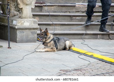 Gdansk, Poland - July 18, 2017: Close-up For Polish Police Dog Near Artus Court In Old Town Of Gdansk Before Arrival Of Royal Couple (Duchess Kate And Prince William).