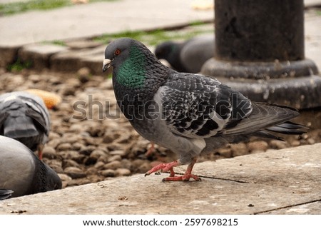 Gdansk, Pomerania, Poland - April 29, 2023: Close-up of blue-gray pigeons walking in the urban space