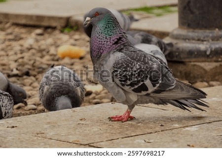 Gdansk, Pomerania, Poland - April 29, 2023: Close-up of blue-gray pigeons walking in the urban space