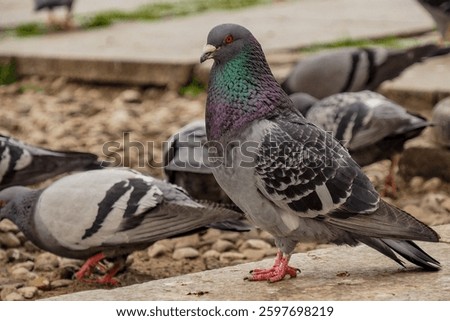 Gdansk, Pomerania, Poland - April 29, 2023: Close-up of blue-gray pigeons walking in the urban space
