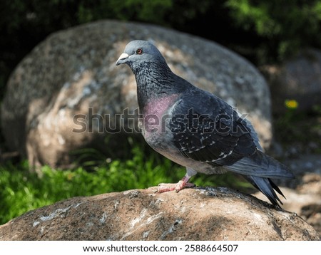 Gdansk, Pomerania, Poland - May 1, 2024; Gray-blue dove sitting on a stone