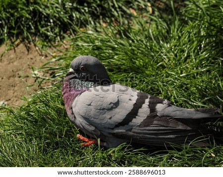 Gdansk, Pomerania, Poland - May 1, 2024; a colorful pigeon with red legs sits on lush green grass