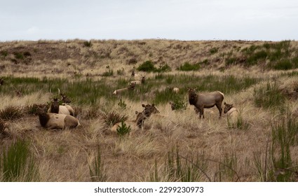 Gearhardt, Oregon, USA - 11.07.2022:  Roosevelt Elk herd residing along the Oregon coast in Gearhart Beach, Oregon.