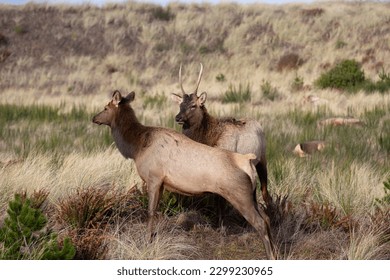 Gearhardt, Oregon, USA - 11.7.2022:  Roosevelt Elk herd residing along the Oregon coast in Gearhart Beach, Oregon.