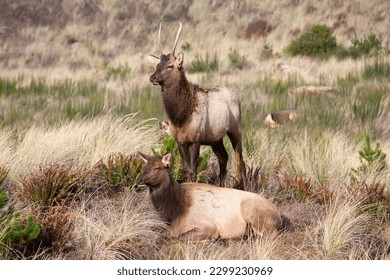 Gearhardt, Oregon, USA - 11.7.2022:  Roosevelt Elk herd residing along the Oregon coast in Gearhart Beach, Oregon.