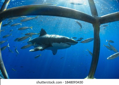 Geat White Shark Encounter From A Cage