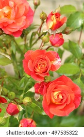 Gebruder Grimm (Korassenet, Eternal Flame, Brothers Grimm Fairy Tale, Gremlin, Joli Tambour) Rose In Summer Garden.