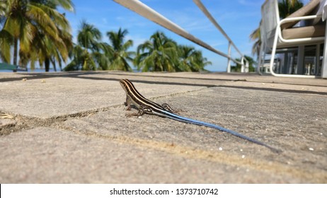 Gecco Taking Sunbath