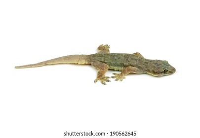 Gecko