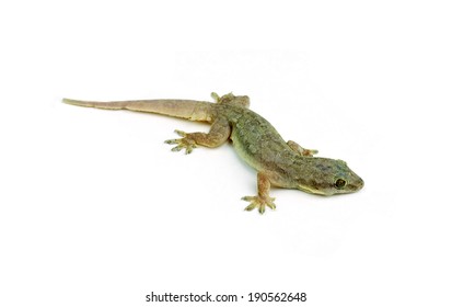  Gecko