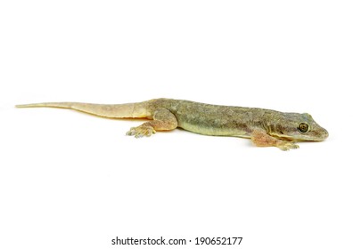 Gecko