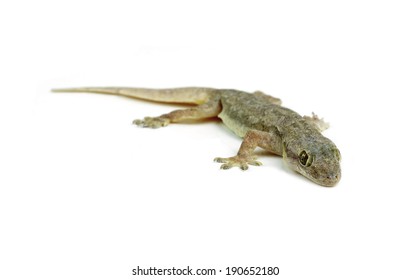 Gecko