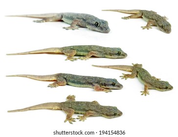 Gecko
