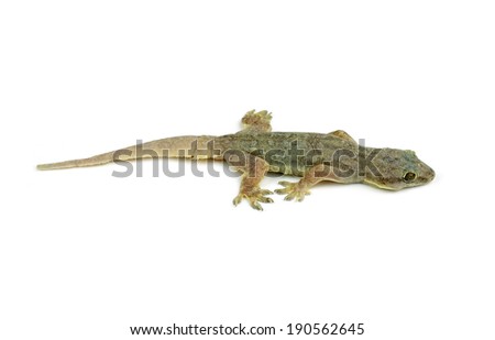 Gecko